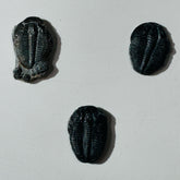 Trilobite fossil, Elrathia King from Utah